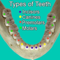 Tooth Anatomy - Carson & Carson, DDS